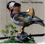 Mandarin wood duck mounted by Peters' Taxidermy 